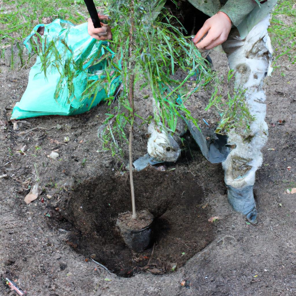 Person planting trees in park
